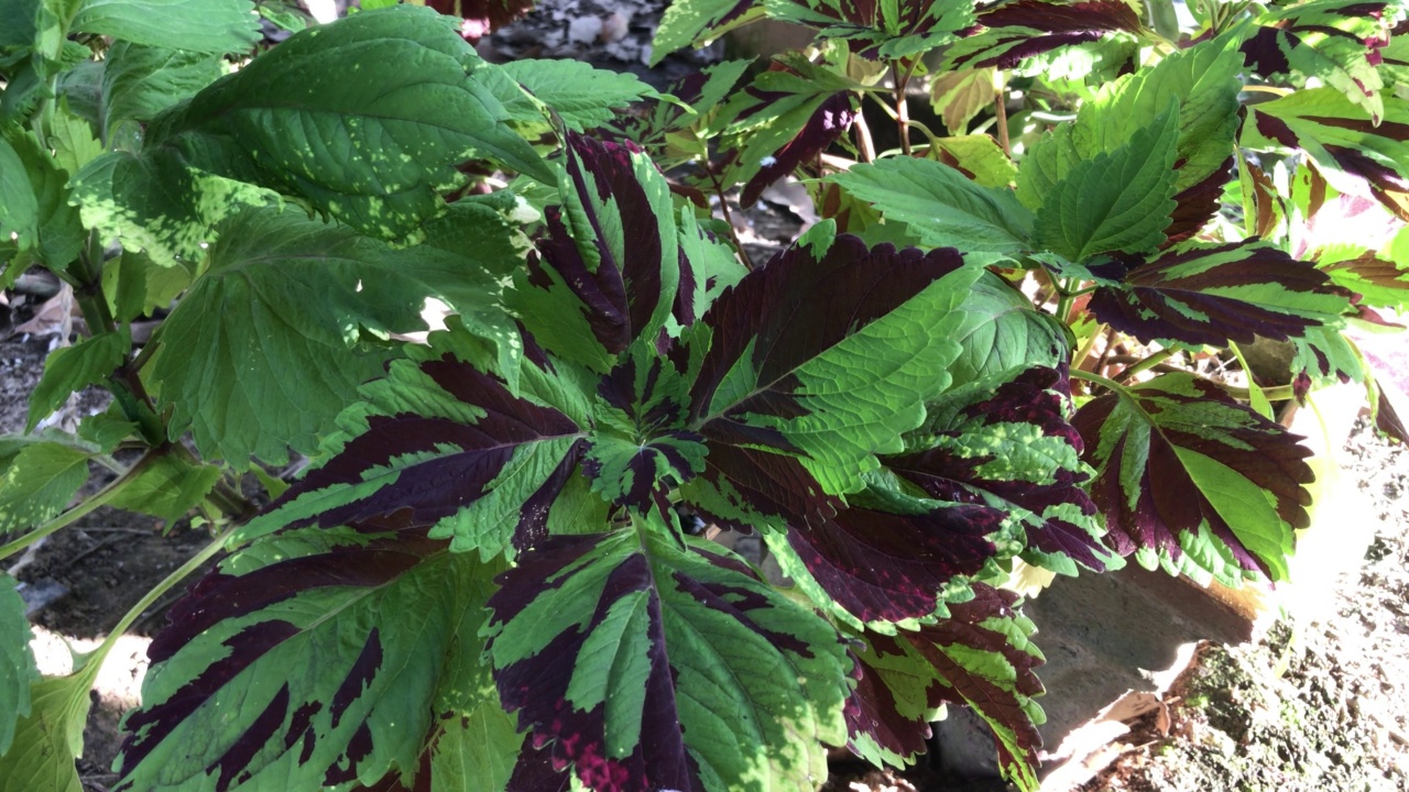 观赏植物的叶子视频素材