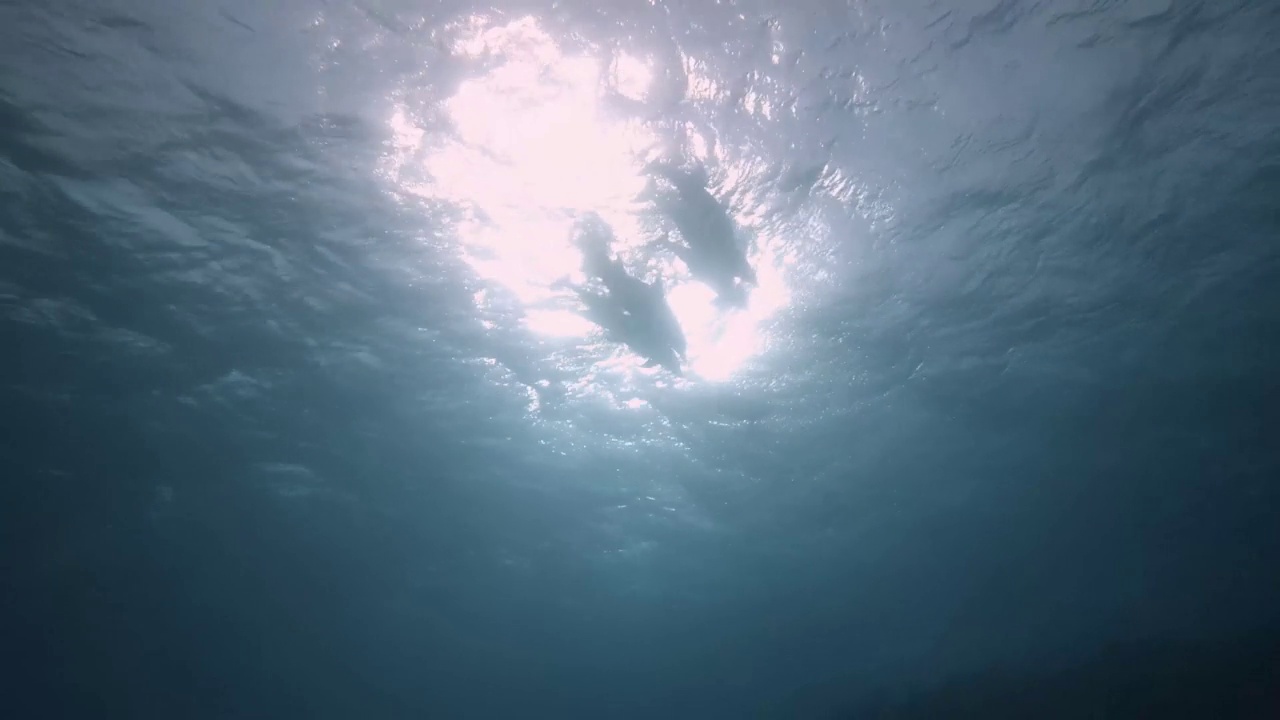 一群海豚在潜水看着摄像机视频素材