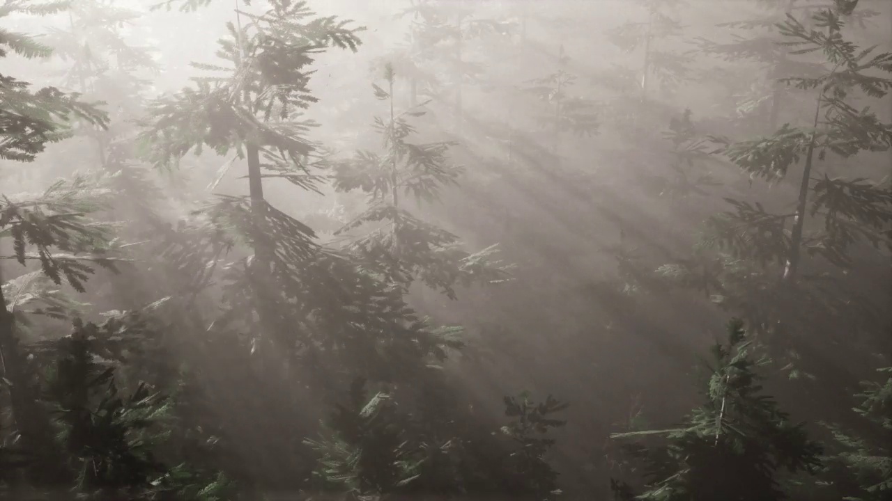 空中的阳光照射在雾蒙蒙的森林里视频素材