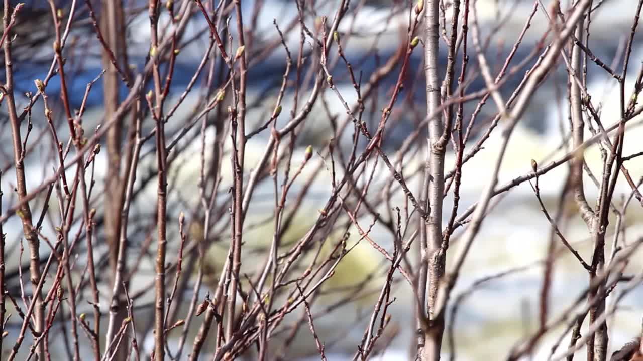 春天来了，水流湍急。瀑布的声音视频素材