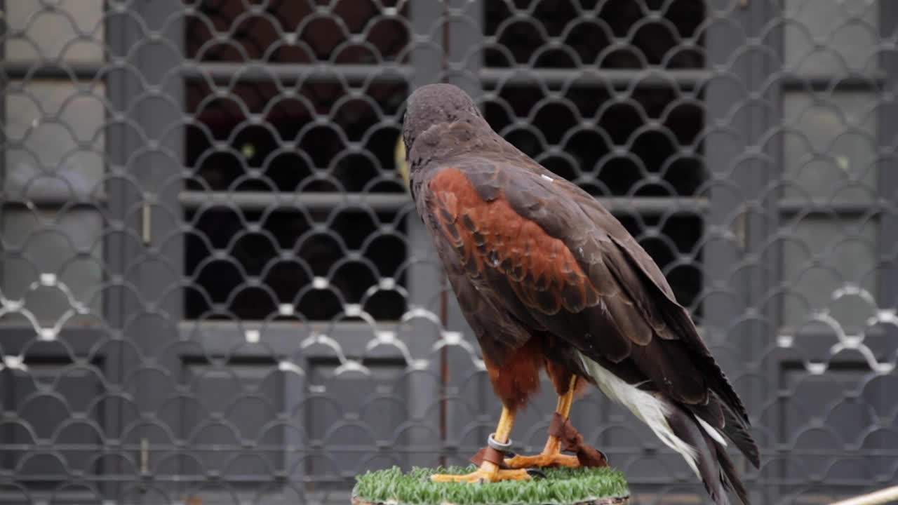 哈里斯·霍克 （ Parabuteo Unicintus ） - 阿吉拉·哈里斯视频下载