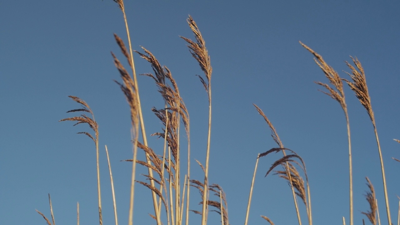 在阳光明媚的夏日，金黄色的有机麦秆田映衬着蔚蓝的天空。谷类作物收获生长背景。农业综合企业经营理念。视频素材