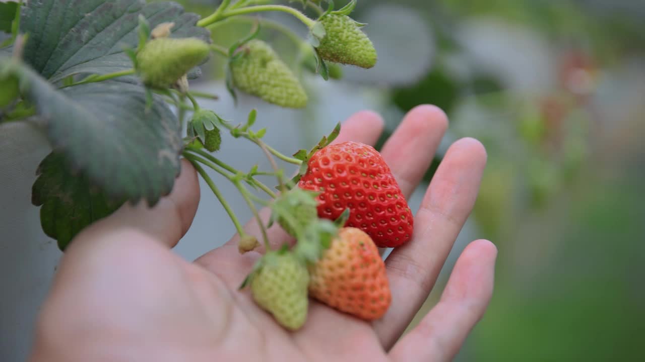 手摘草莓视频素材