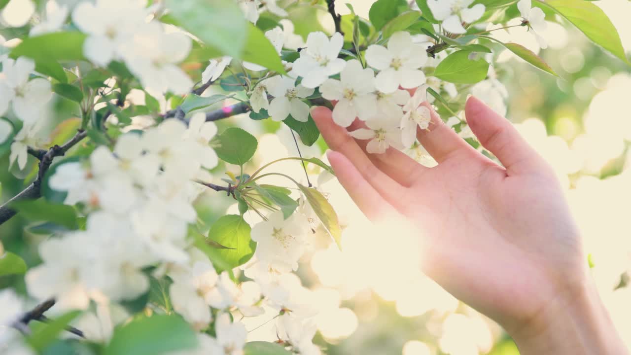 触摸春天的花朵视频素材