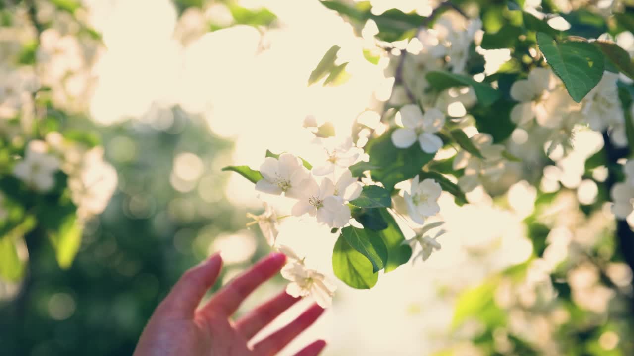 触摸春天的花朵视频素材