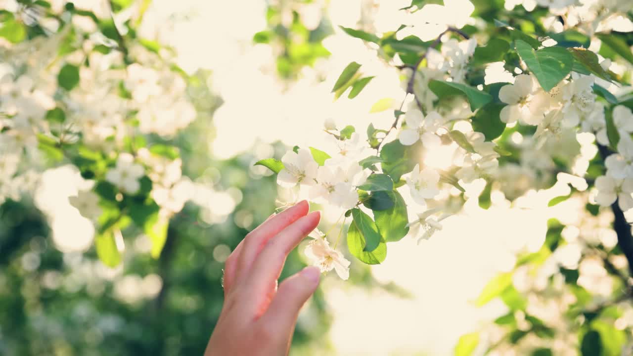 春天里，女人用手触摸树上的花视频素材