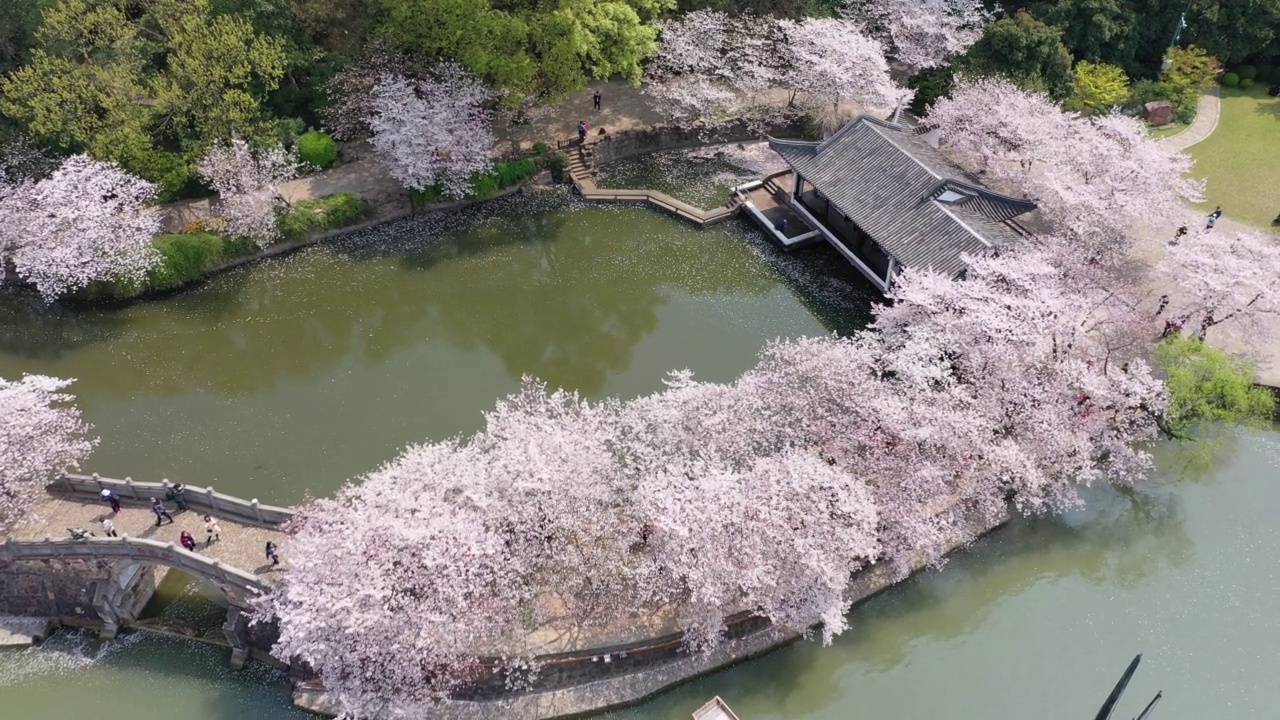 湖的四周是粉红色的樱花视频素材