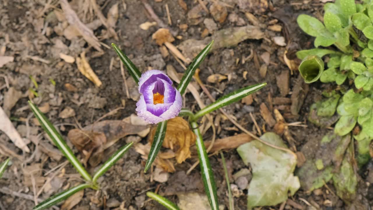 紫色番红花或藏红花的花近顶视图。花园里盛开的番红花。春花带露珠视频素材