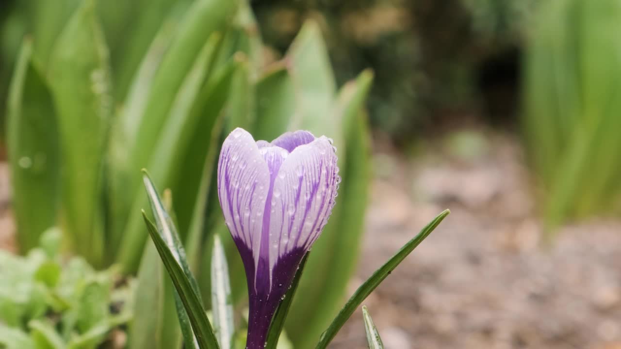 紫色的番红花或藏红花近开。花园里盛开的番红花。春花带露珠视频素材