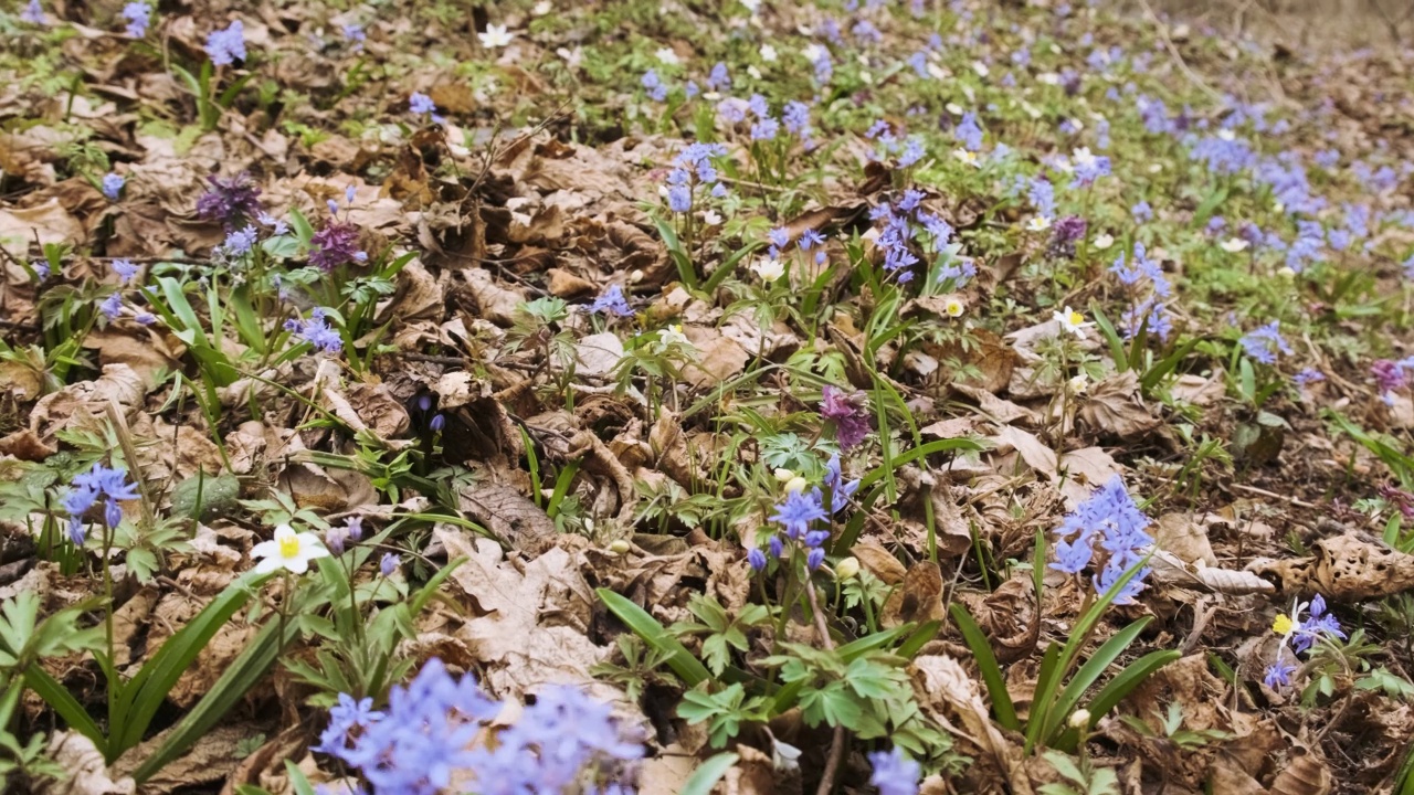 第一个春天，森林里开着野花。野生海葵、雪花、紫色空心飞燕和高山刺花。早春的草地上开满了鲜花视频素材