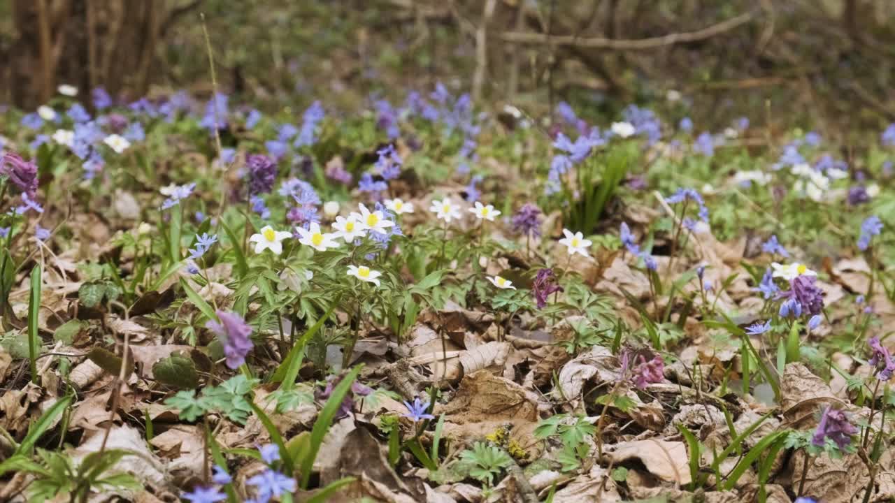 春天的第一朵野花在森林里绽放。野银莲花、雪花花、紫空飞燕和高山鹅毛花。早春的花儿在草地上绽放视频素材