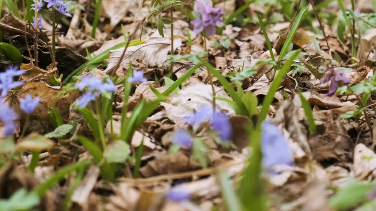 第一个春天，森林里开着野花。野生海葵、雪花、紫色空心飞燕和高山刺花。早春的草地上开满了鲜花视频素材