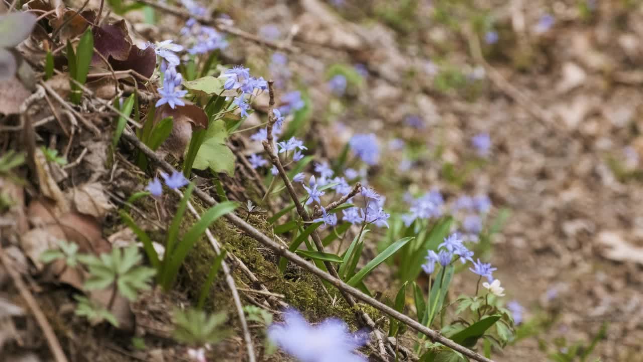 春天的第一朵野花在森林里绽放。野银莲花、雪花花、紫空飞燕和高山鹅毛花。早春的花儿在草地上绽放视频素材