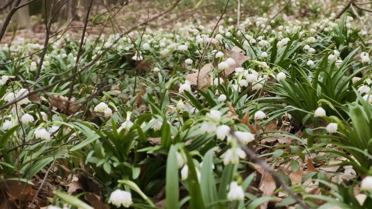 第一个春天的雪花和高山刺花，也叫百合或白菖蒲在河岸上。春天河岸上的草地上开满了鲜花。视频素材