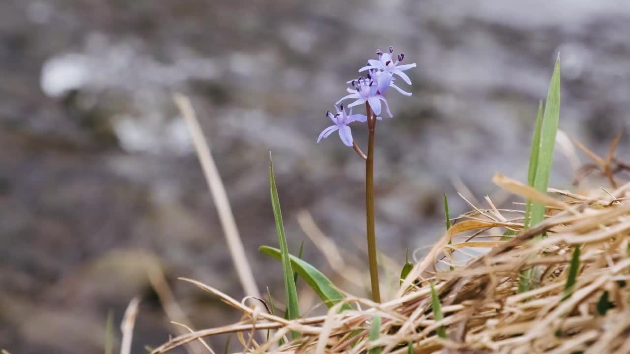 河岸上的蓝花或木花合拢来。双叶绵属，高山绵属或双叶绵属。森林里第一朵春天的花视频素材