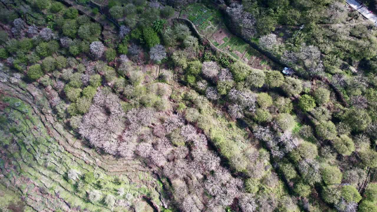 青梅种植园视频素材