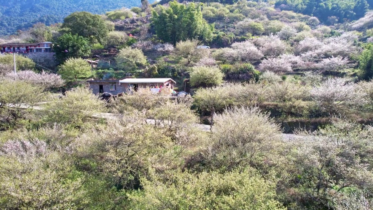 青梅种植园的航拍视频素材