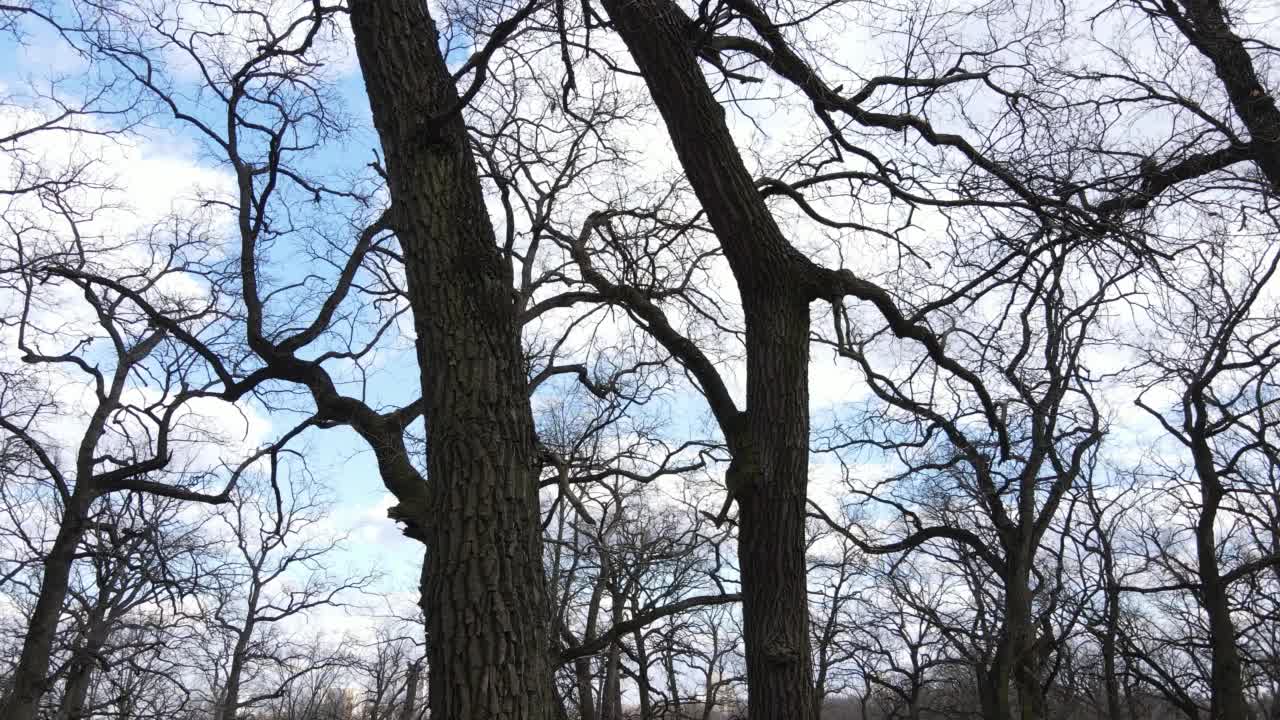 神秘神秘的空橡树林在春天的一天视频素材