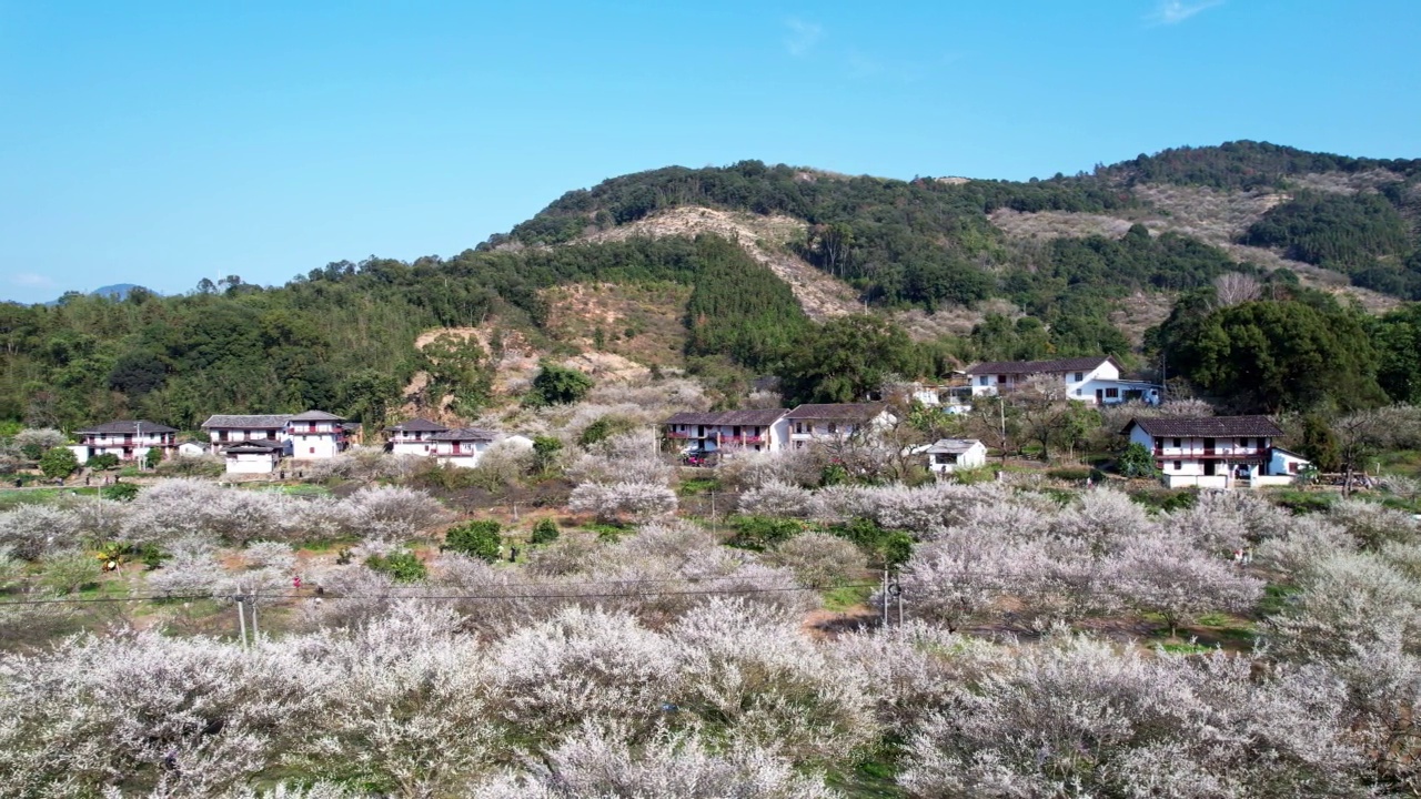 青梅种植园和美丽的村庄视频素材