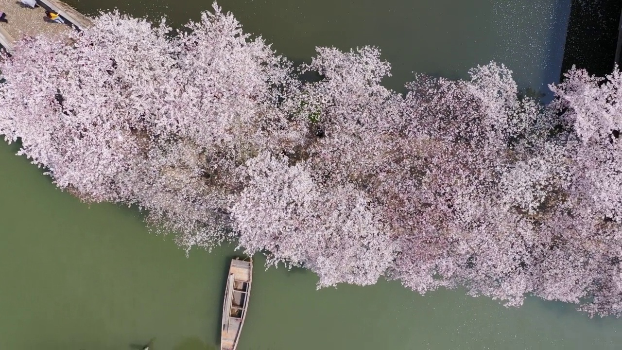 湖的四周是粉红色的樱花视频素材