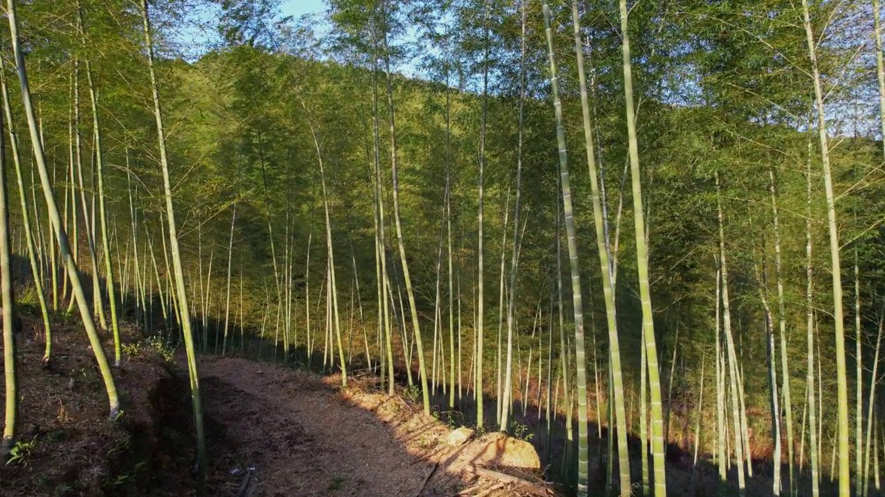 竹林里的土路视频素材