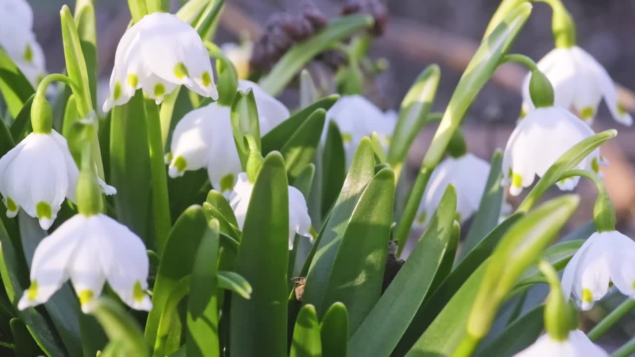 林间的雪花莲在风中摇曳视频素材