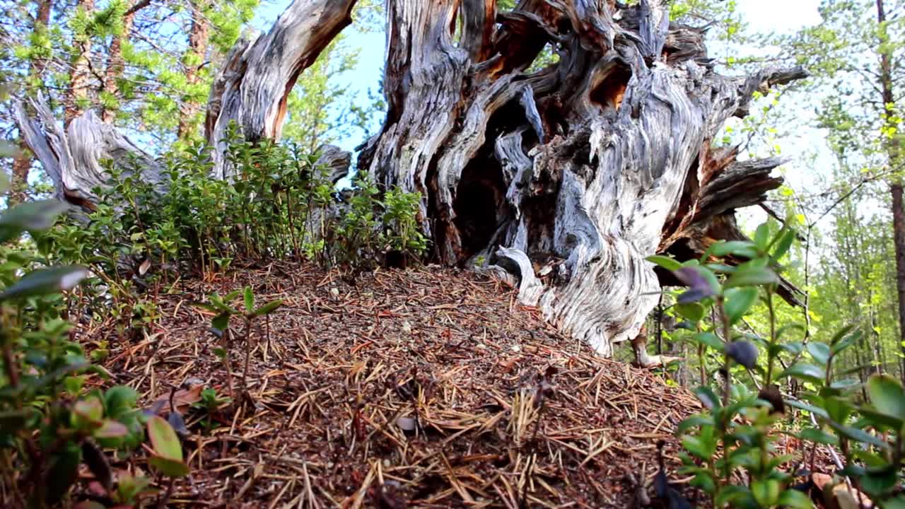 木蚁生活在风景如画的礁石上视频素材