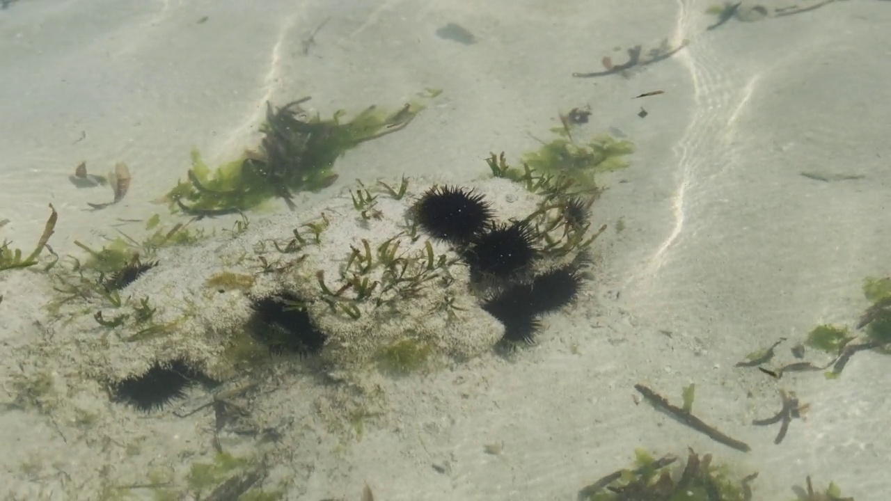 在桑给巴尔岛，许多海胆躺在海底的浅水里视频素材