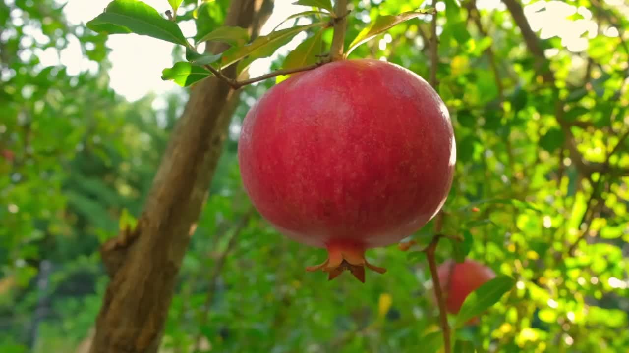 近距离看，成熟的石榴果实在树枝上视频素材