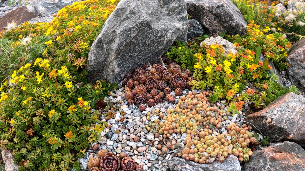 岩园长生植物与景天植物视频素材