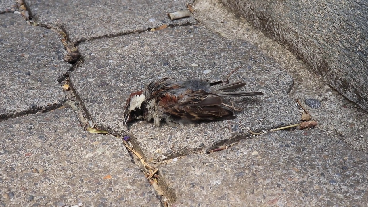 路上的死麻雀鸟，红褐色领麻雀或安第斯麻雀(Zonotrichia capensis)视频素材