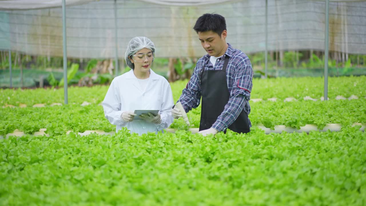 亚洲女性科学家和亚洲男性农民一起工作，在温室实验中检查一种有机蔬菜的水培实验结果。视频素材