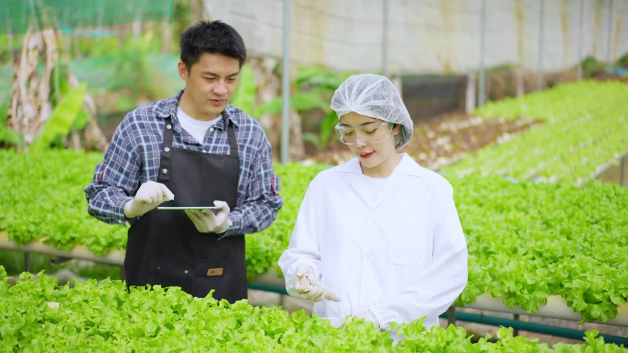 亚洲女性科学家和亚洲男性农民一起工作，在温室实验中检查一种有机蔬菜的水培实验结果。视频素材