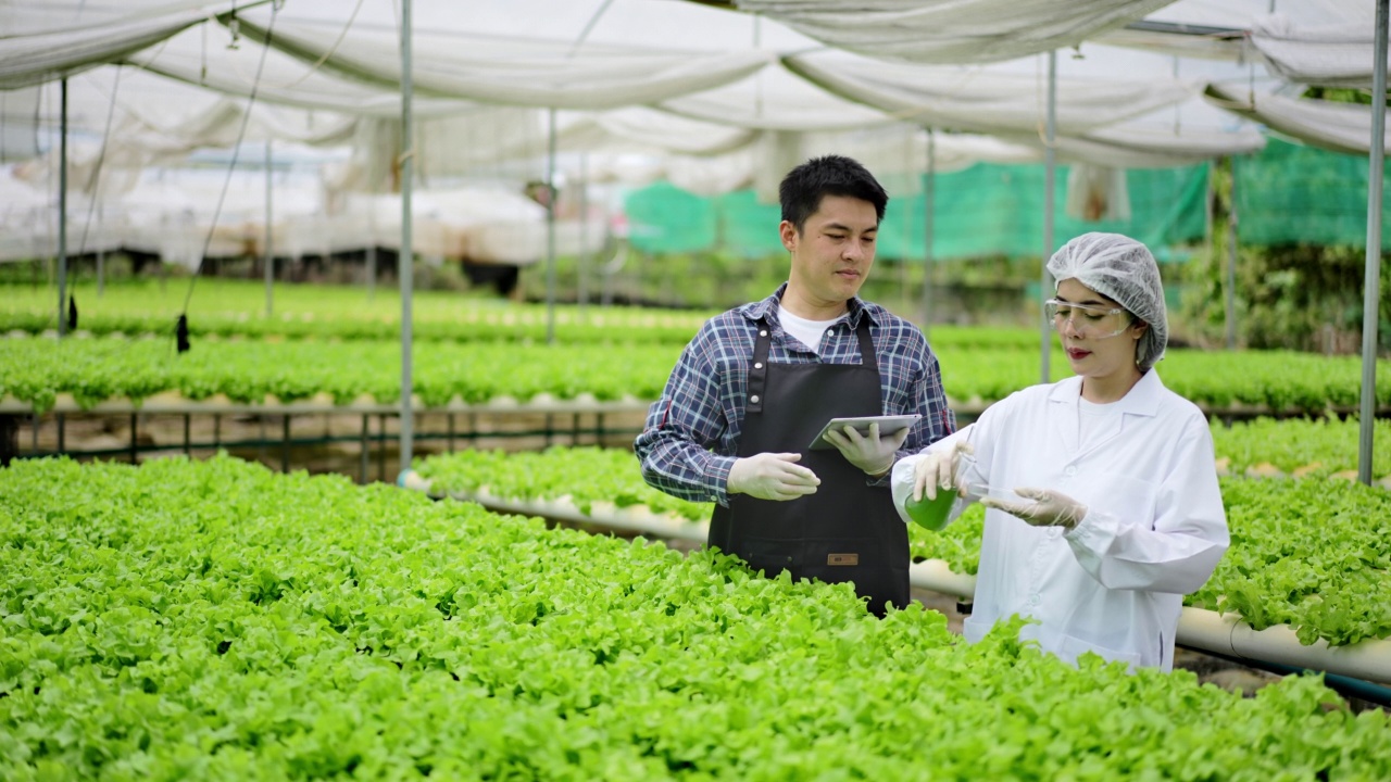 亚洲女性科学家和亚洲男性农民一起工作，在温室实验中检查一种有机蔬菜的水培实验结果。视频素材