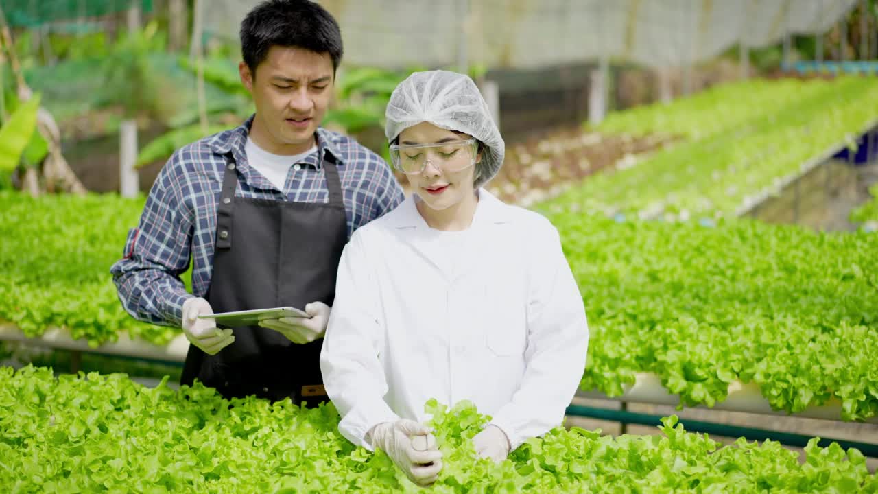 亚洲女性科学家和亚洲男性农民一起工作，在温室实验中检查一种有机蔬菜的水培实验结果。视频素材