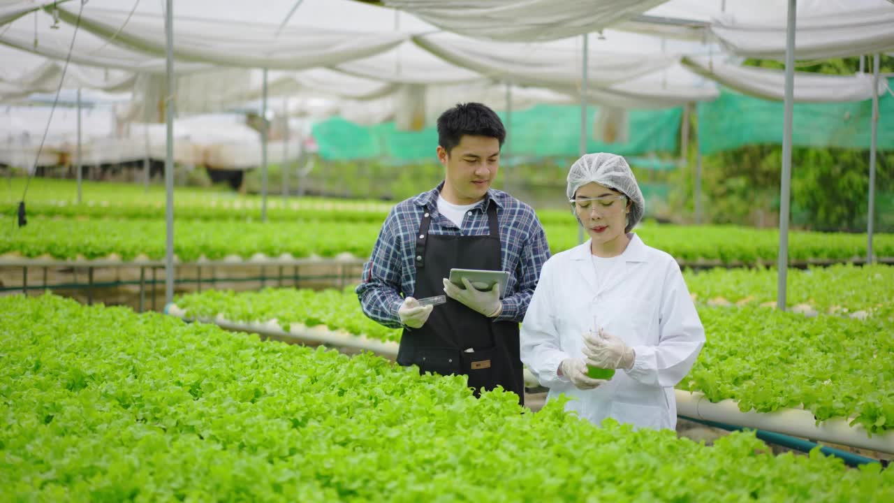 亚洲女性科学家和亚洲男性农民一起工作，在温室实验中检查一种有机蔬菜的水培实验结果。视频素材