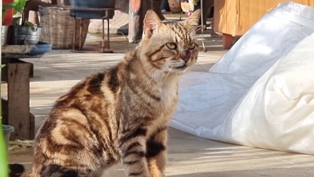 泰国的家猫在锅里喝水，然后清洗自己的皮毛。猫舔皮毛。视频素材