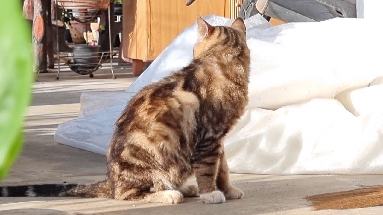 泰国的家猫在锅里喝水，然后清洗自己的皮毛。猫舔皮毛。视频素材