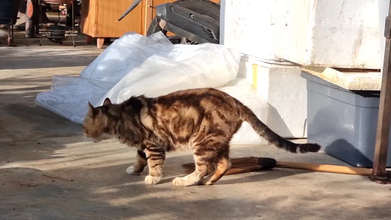 泰国的家猫在锅里喝水，然后清洗自己的皮毛。猫舔皮毛。视频素材