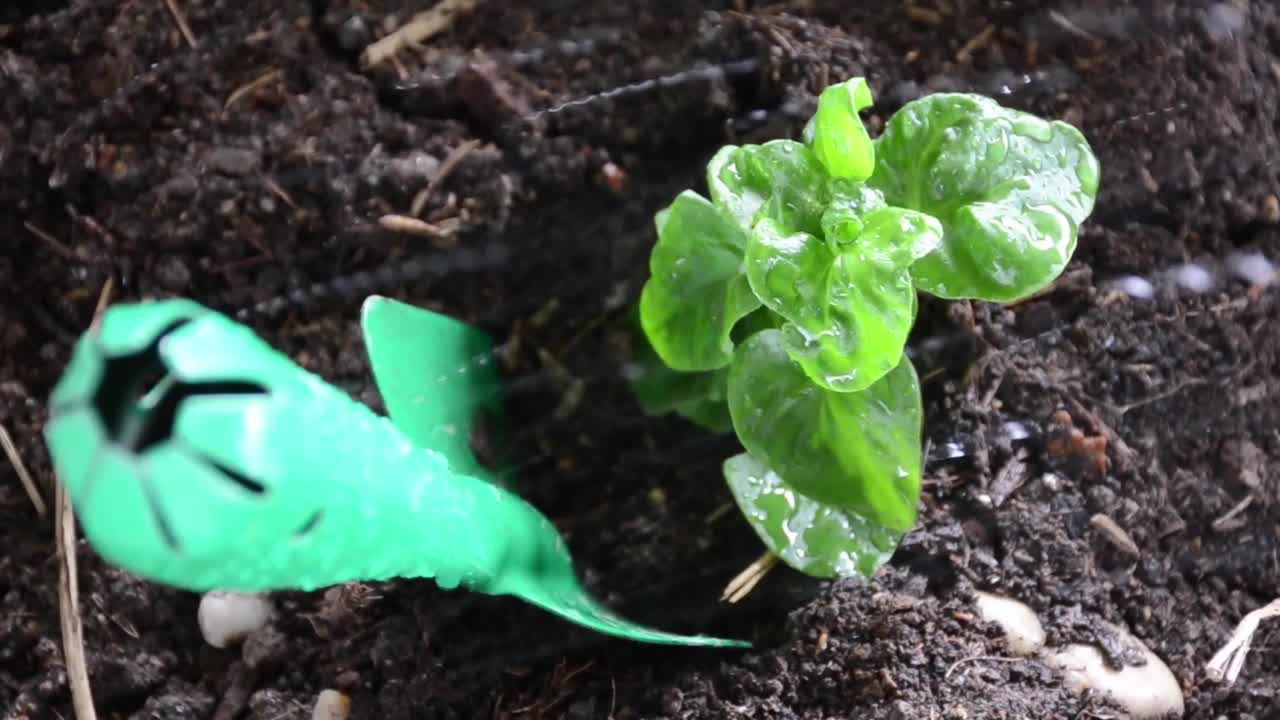 植树培育植植植物的观念视频素材