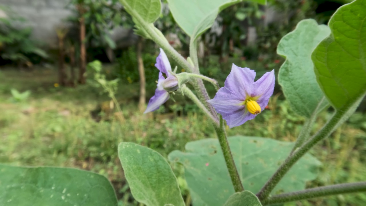 卡罗莱纳马蹄草的花瓣是紫色的，花心是黄色的视频素材