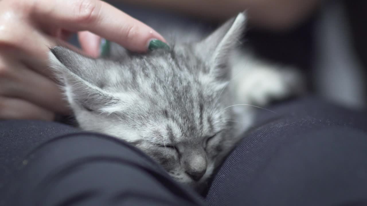 可爱的小猫咪睡在主人的腿上，一边享受一边打呼噜，主人抚摸着它视频素材