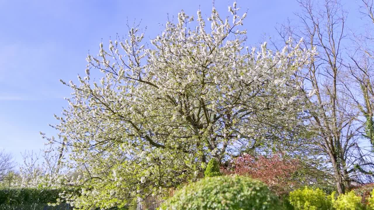 春天的色彩与花园视频素材