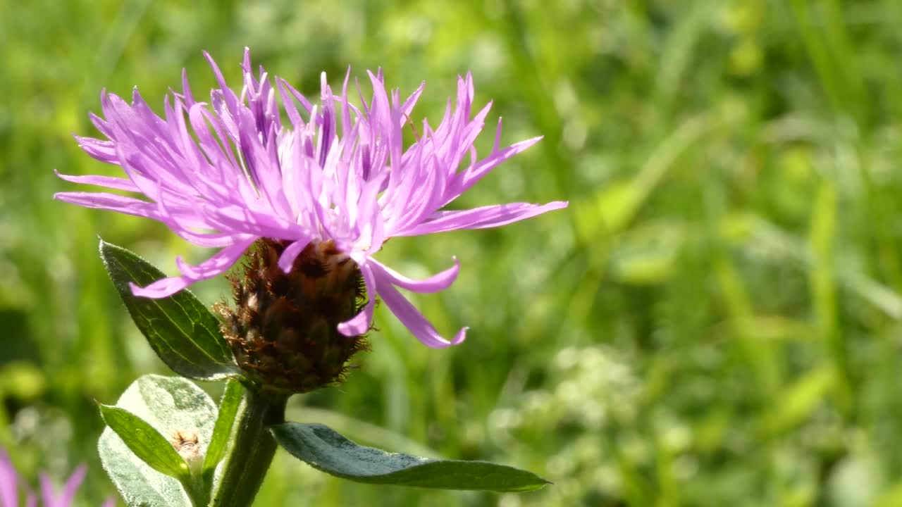 紫色的矢车菊矢车菊属视频素材