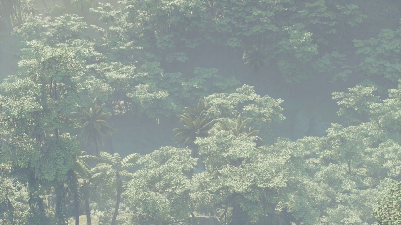 浓雾笼罩丛林雨林景观视频素材