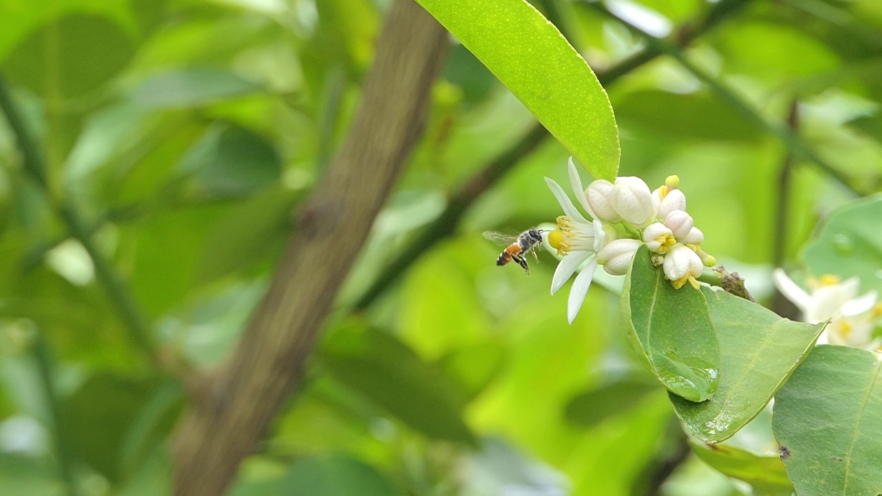 蜜蜂正在白花的花粉上采集花蜜。视频素材