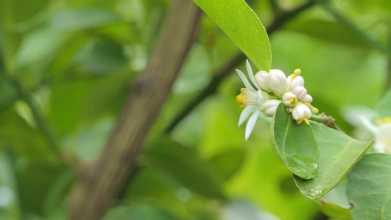 蜜蜂正在白花的花粉上采集花蜜。视频素材