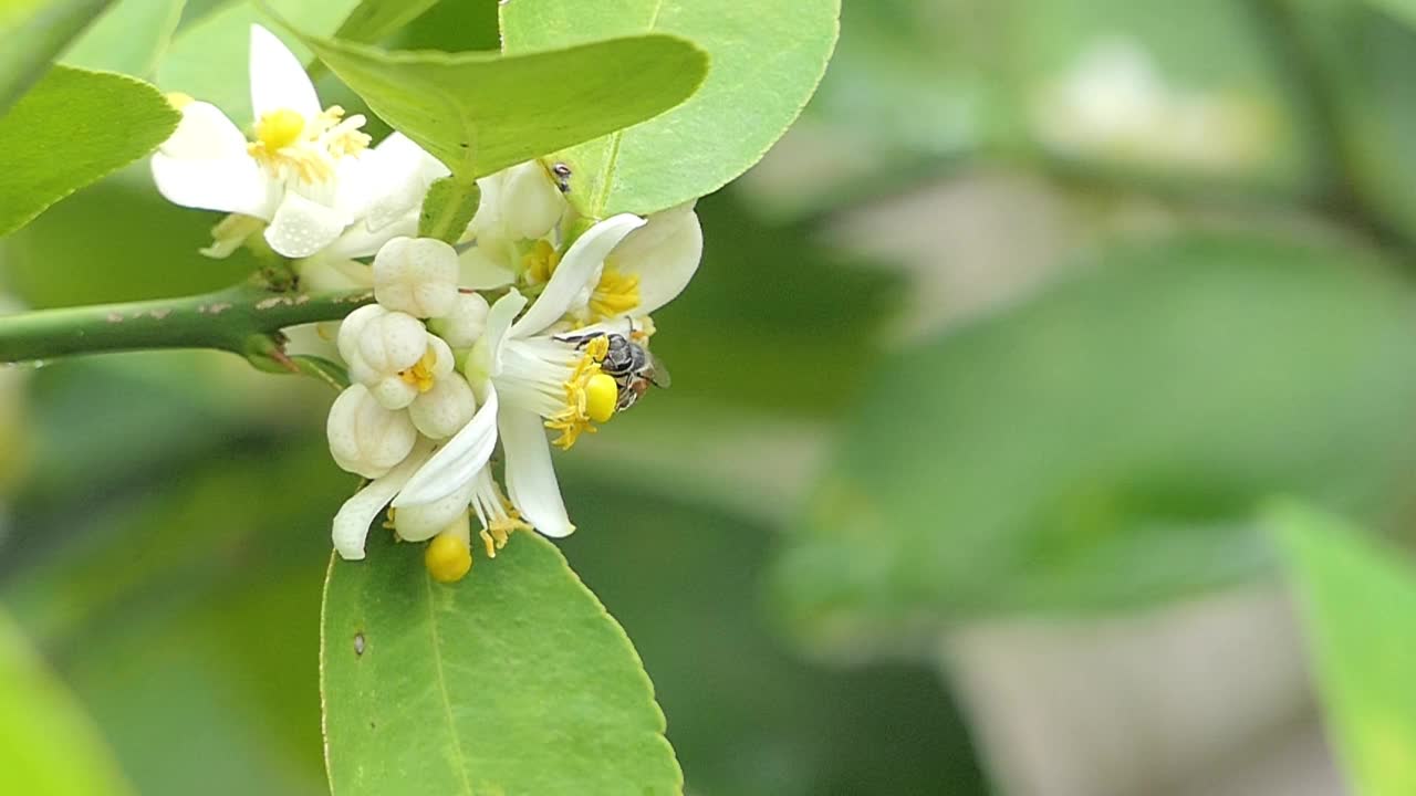 蜜蜂正在白花的花粉上采集花蜜。视频素材