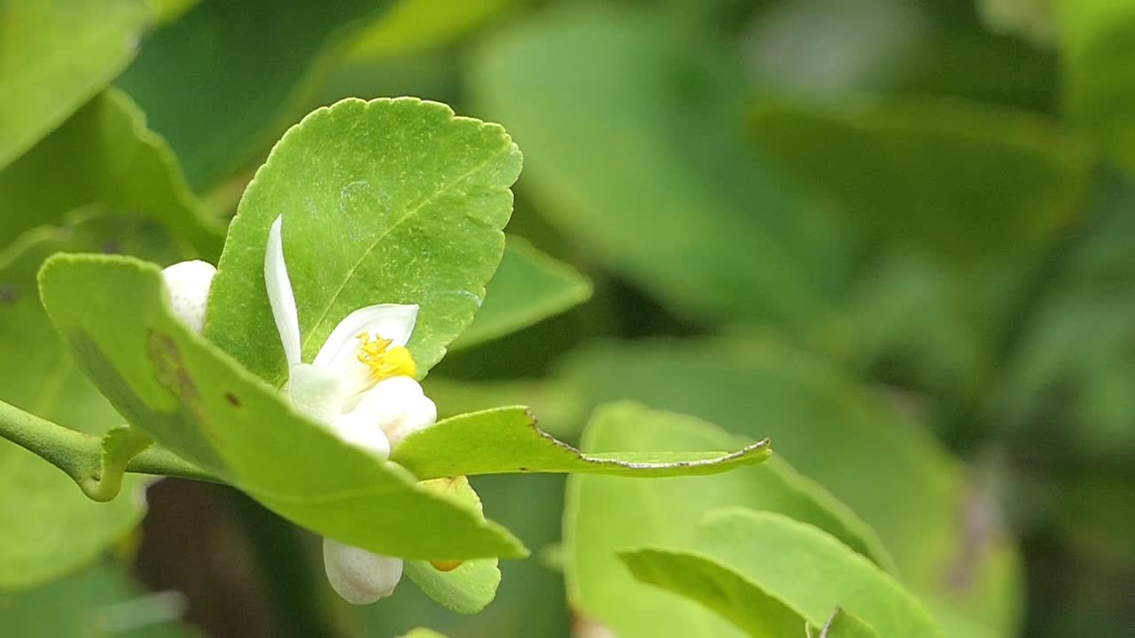 蜜蜂正在白花的花粉上采集花蜜。视频素材