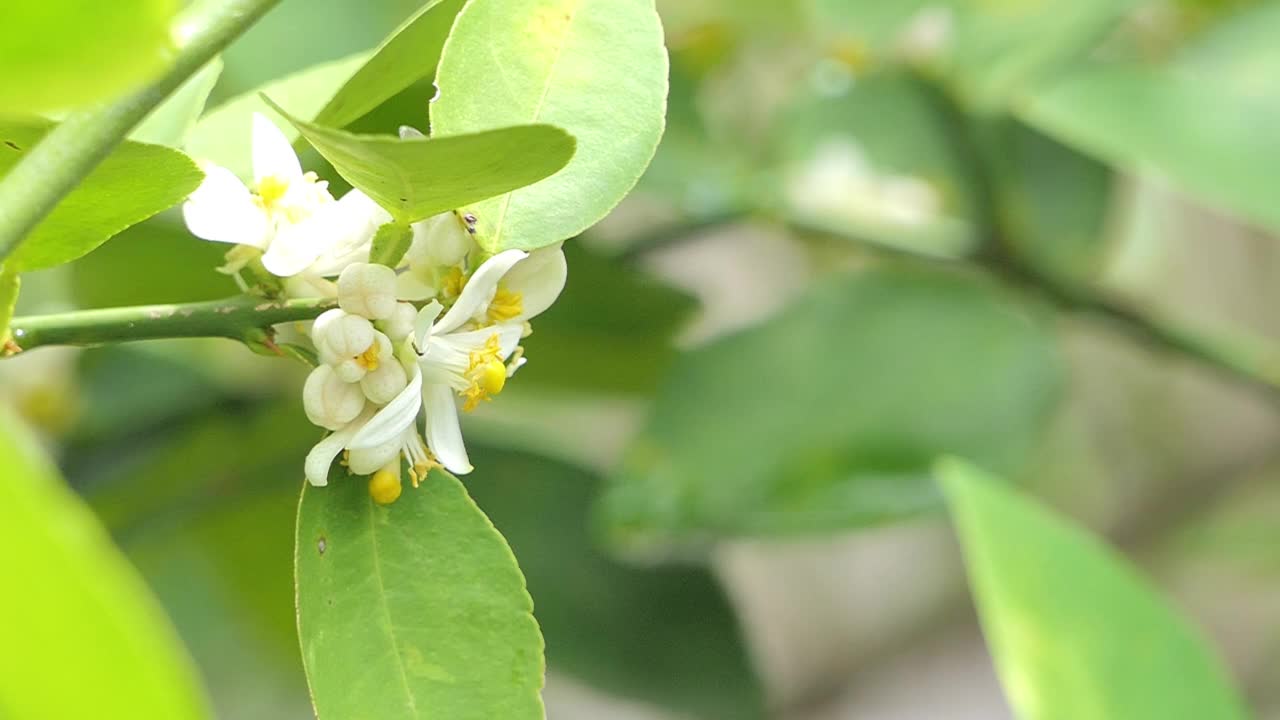 蜜蜂正在白花的花粉上采集花蜜。视频素材